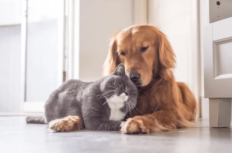 Pet Allergy testing near me